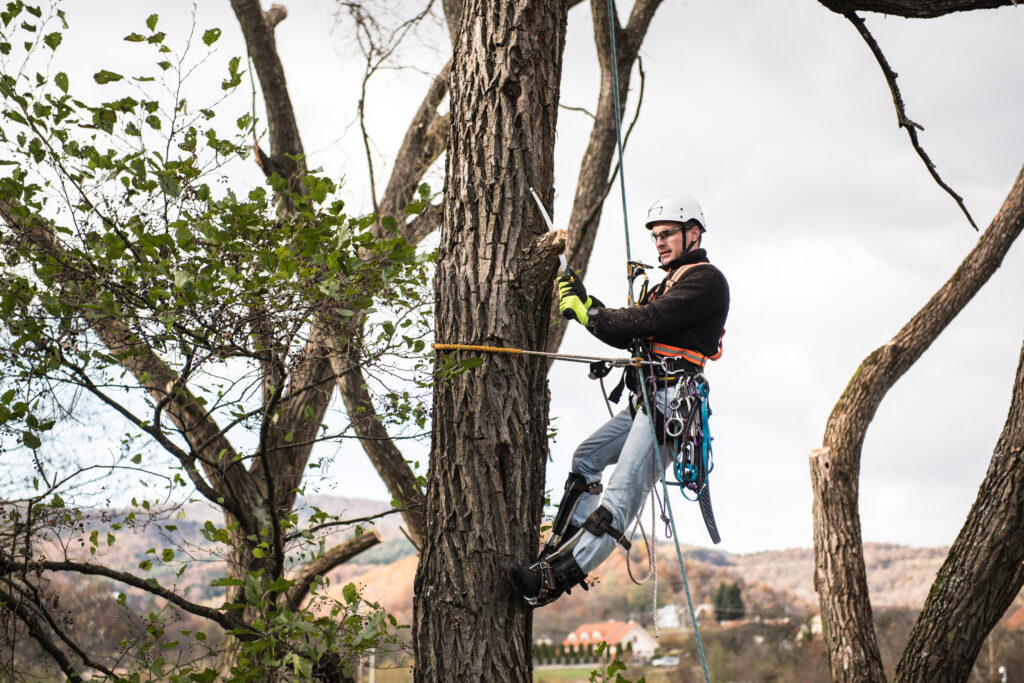 lumberjack-with-saw-and-harness-pruning-a-tree-2025-10-09-23-54-30-utc